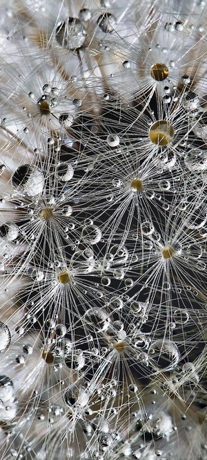 Close-up of Water Drops on Dandelion Seeds