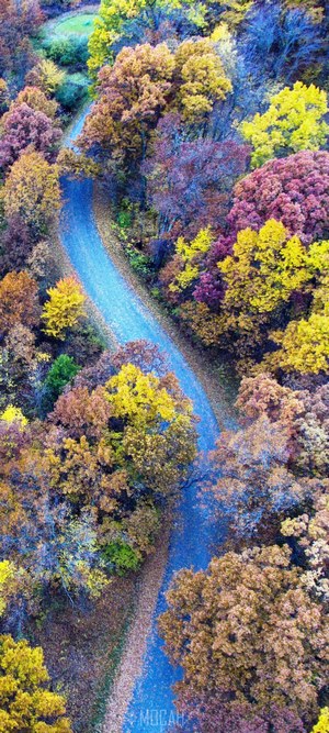 Aerial view of a winding road through autumn trees