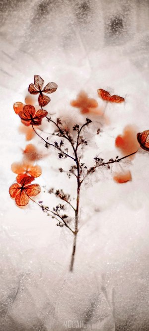 Close-up of frozen hydrangeas on a white background