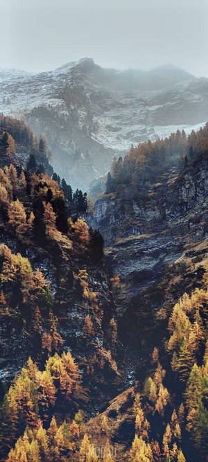 Foggy Mountains with Autumn Trees