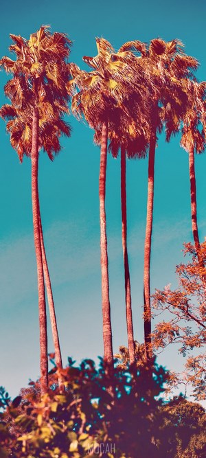 Palm trees against a clear blue sky