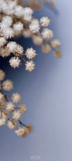 Pale soft blue and white flowers