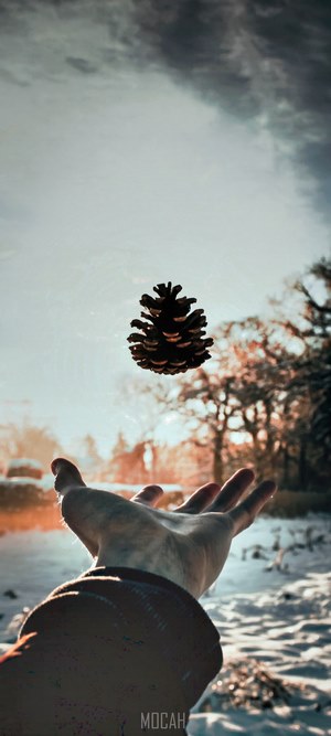 Pinecone floating above a hand in winter