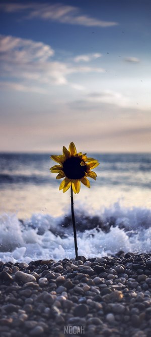 Sunflower on a Pebble Beach with Waves and Clouds