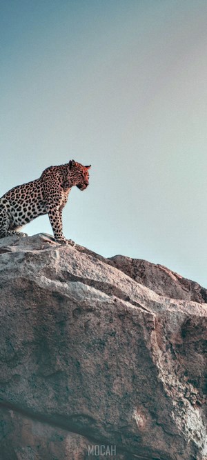 Leopard on a rocky outcrop against a clear sky