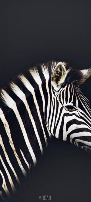 Zebra portrait with black background