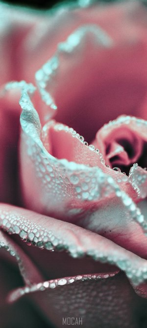 Close-up of a pink rose with dew drops