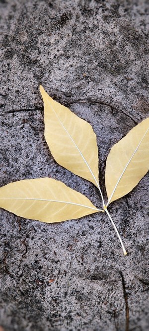 Yellow leaves on a textured surface