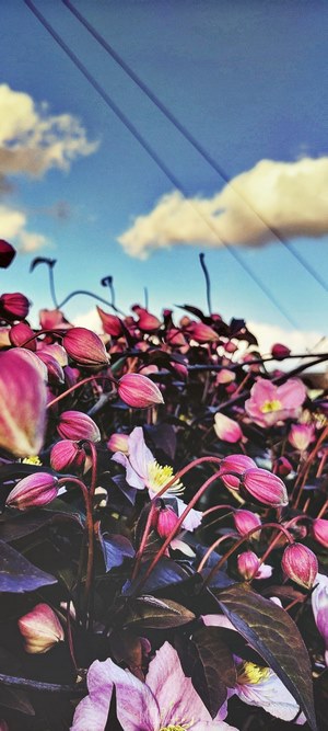 Pink flower buds and blooms against a blue sky