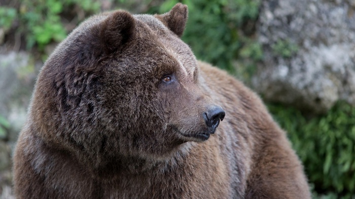 Close-up of a brown bear's head and shoulder