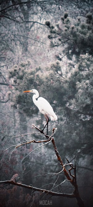 Great Egret perched on a frosty branch