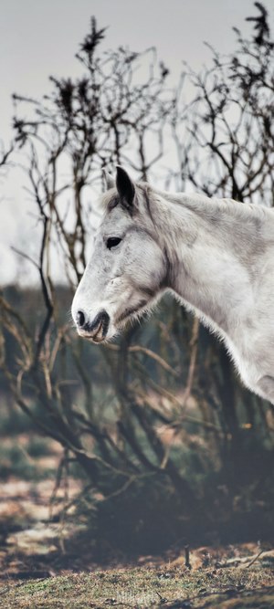 White horse in a natural setting