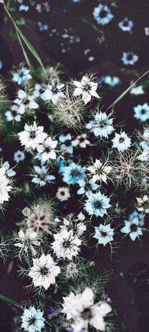 Love in a Mist flowers