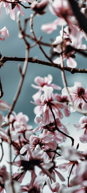 Pink Magnolia Blossoms on Branches