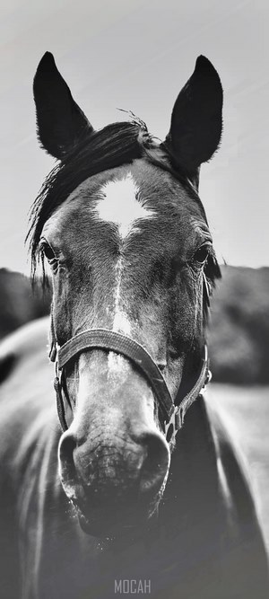 Black and white close-up of a horse