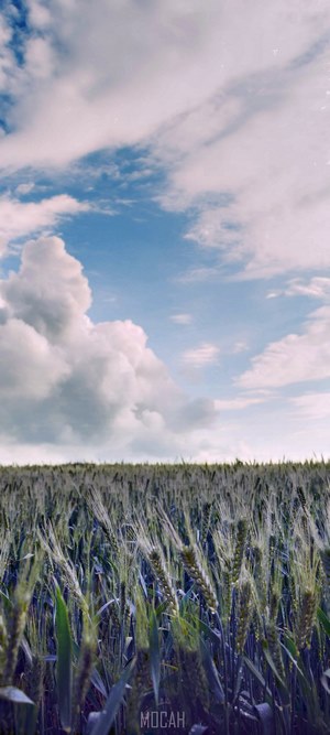 Field of wheat under a cloudy sky