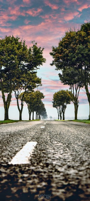Tree lined road with pink and blue sky