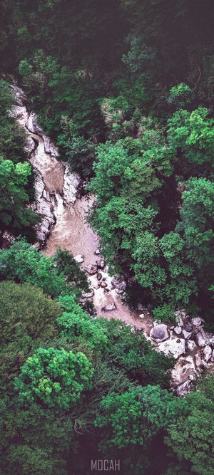 Aerial view of a river flowing through a dense forest