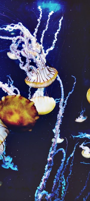 Jellyfish in dark blue water