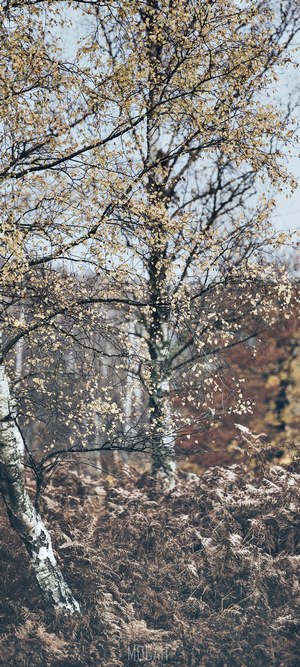 Autumn birch tree with brown ferns