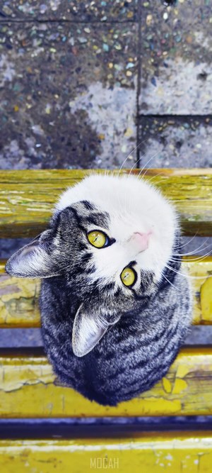 Gray and white cat on a yellow bench