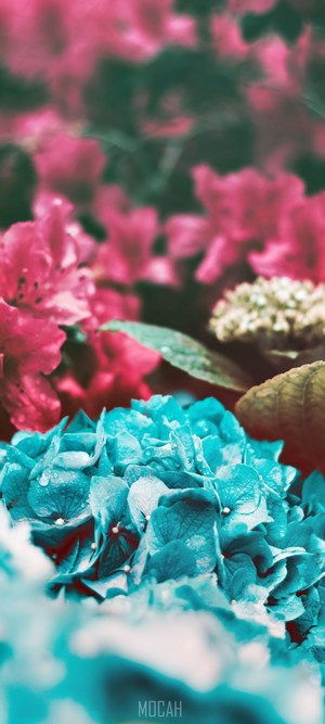 Clusters of blue and pink hydrangea flowers