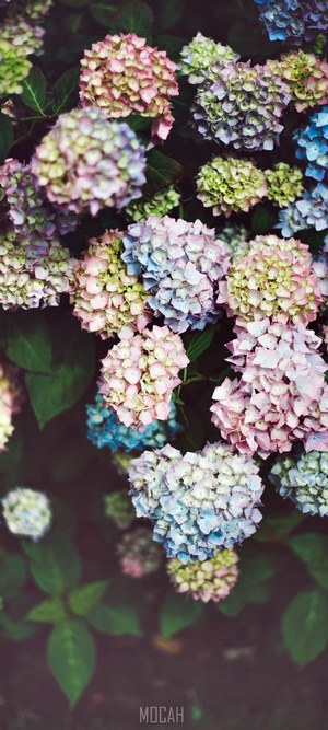 Close-up of colorful hydrangeas in bloom