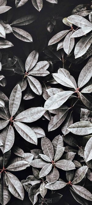 Close-up of dark green leaves