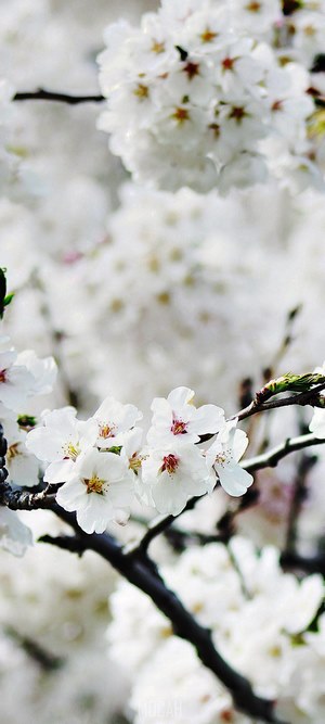 Cherry blossom branch in full bloom