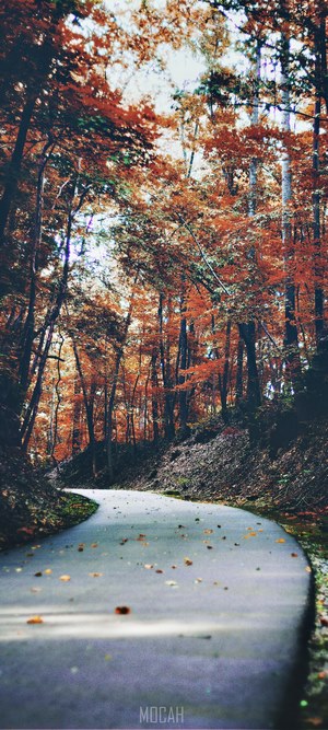 Curving road through autumn forest with orange leaves