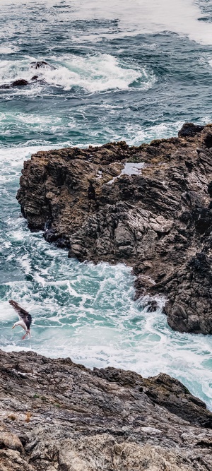 Seagull flying over rocky coast with ocean waves
