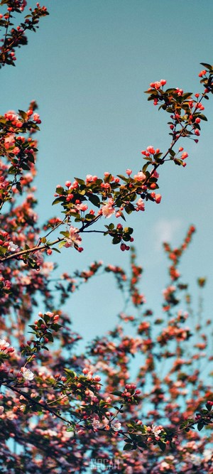 Pink flowers on branches against a blue sky