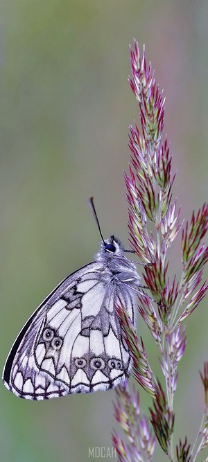 Marbled White butterfly on grass