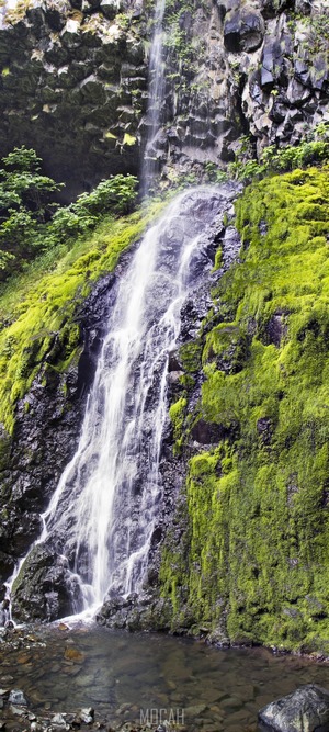 Moss-covered cliff with a cascading waterfall into a pool