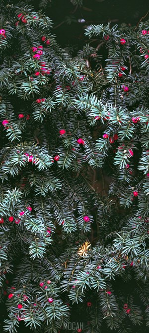 Yew tree branches with red berries