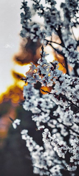 Close-up of blooming cherry blossom branches at sunset