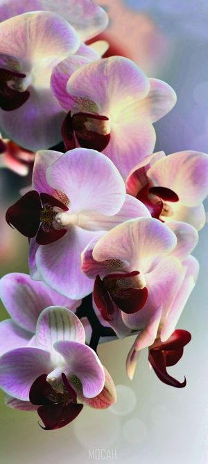 Pink and purple orchids with dark centers