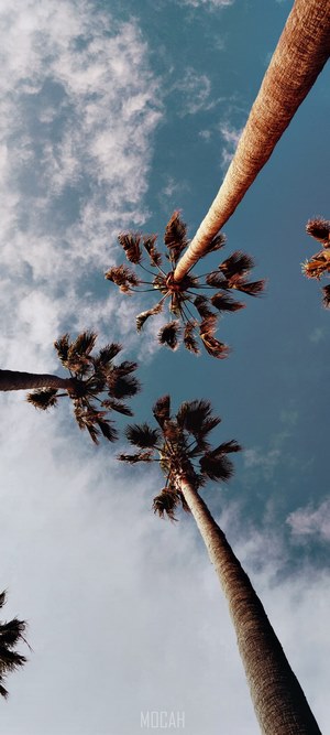 Palm trees against a cloudy blue sky