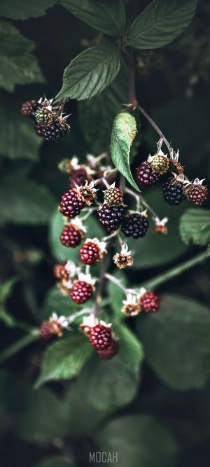 Blackberries on a branch with green leaves