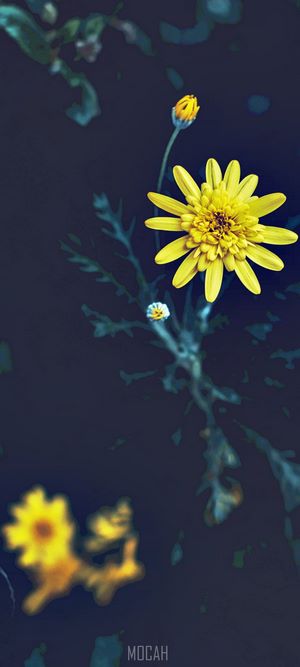 Yellow flowers and buds on a dark background