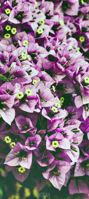 Dense grouping of purple bougainvillea flowers