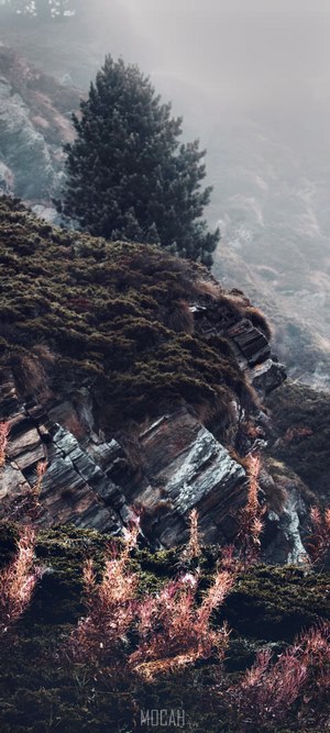 Misty mountain landscape with a lone pine tree and rocky terrain