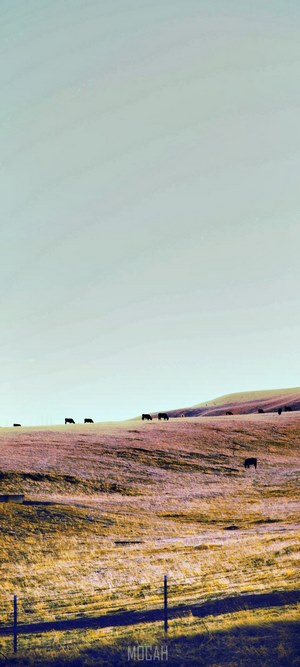Cows grazing on a grassy hill under a clear sky