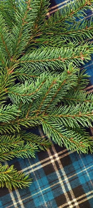Balsam Fir branches on a blue plaid pattern
