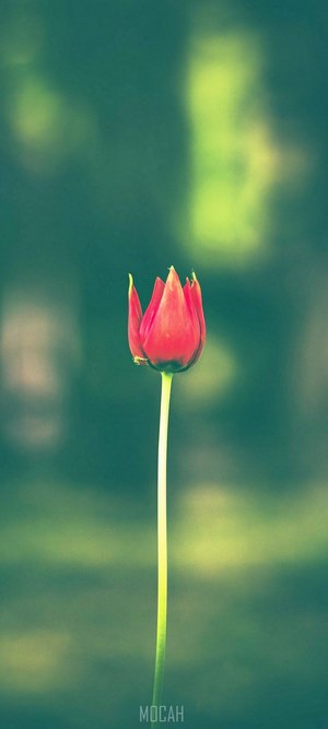 Red tulip flower on a stem