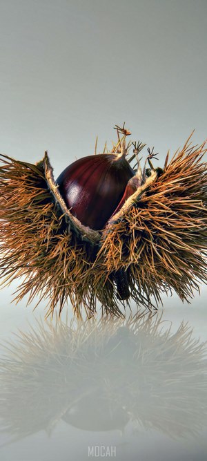 Chestnut in its spiky husk