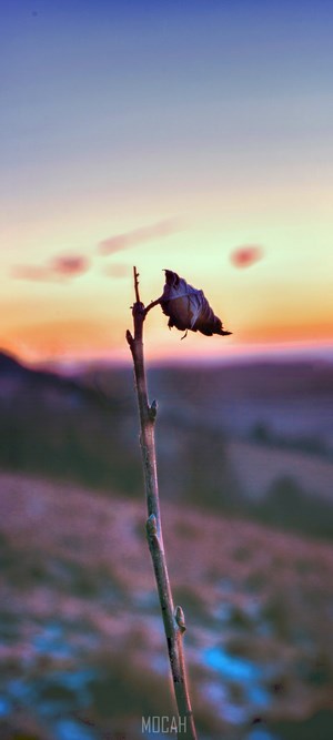 Single dead leaf on a branch at sunset