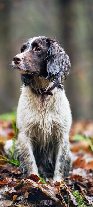 Stanley the working Springer Spaniel in forest