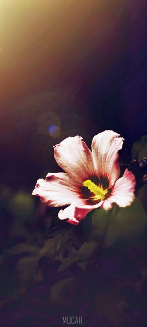 Pink hibiscus flower with yellow stamen