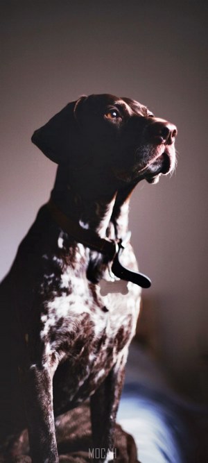 German Shorthaired Pointer in Shadows